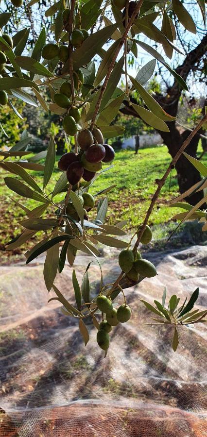 Masseria Cesarina B&B Castellana Grotte Ngoại thất bức ảnh